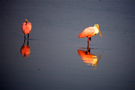 Roseate Spoonbills (Platalea ajaja) at J.N. “Ding” Darling NWR Credit: USFWS Photographer: Keenan Adams photo