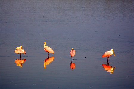 Roseate Spoonbills (Platalea ajaja) at J.N. “Ding” Darling NWR Credit: USFWS Photographer: Keenan Adams photo