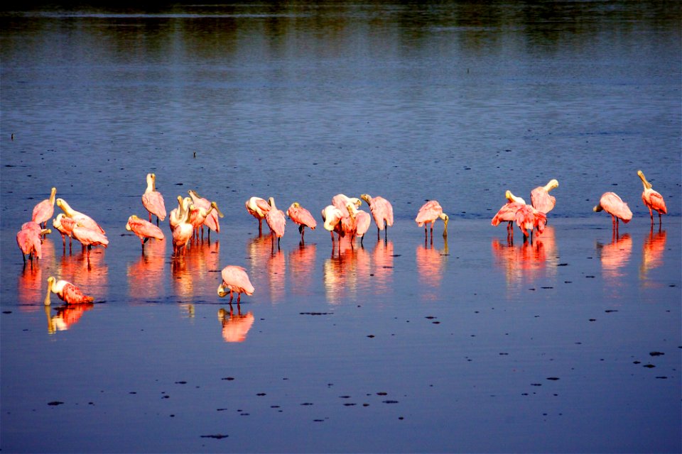 Roseate Spoonbills (Platalea ajaja) at J.N. “Ding” Darling NWR
Credit: USFWS

Photographer: Keenan Adams