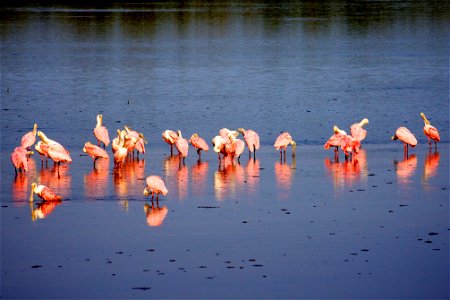 Roseate Spoonbills (Platalea ajaja) at J.N. “Ding” Darling NWR Credit: USFWS Photographer: Keenan Adams photo