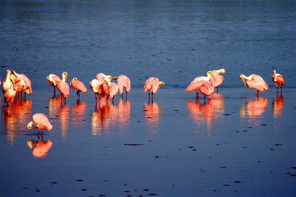 Roseate Spoonbills (Platalea ajaja) at J.N. “Ding” Darling NWR
Credit: USFWS

Photographer: Keenan Adams