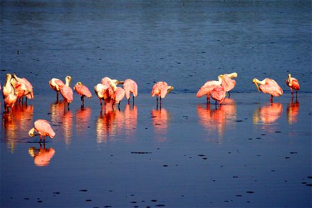 Roseate Spoonbills (Platalea ajaja) at J.N. “Ding” Darling NWR Credit: USFWS Photographer: Keenan Adams photo