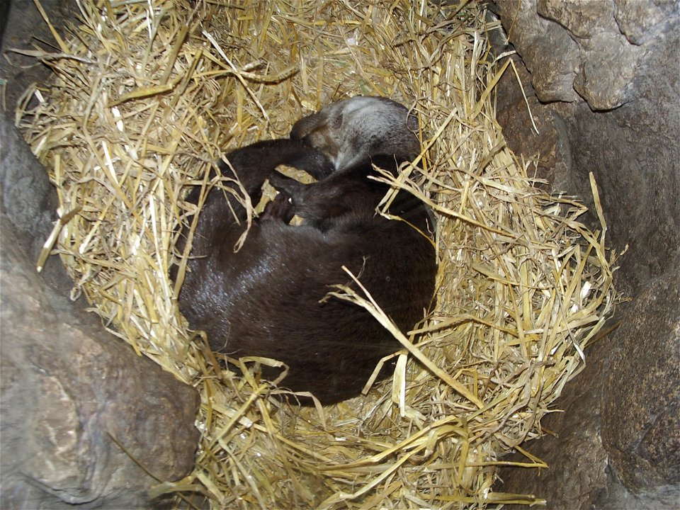 Eurasian otter in holt at Highland Wildlife Park.