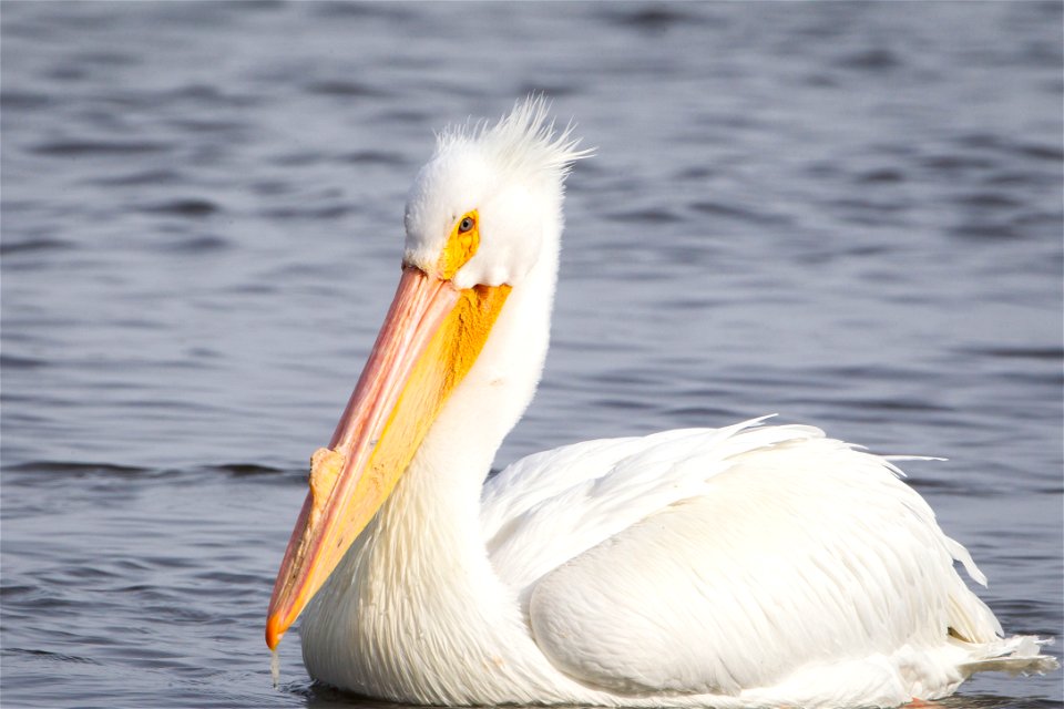 American white pelican at upper Mississippi River National Wildlife and Fish Refuge. Photo courtesy of Stan Bousson.
