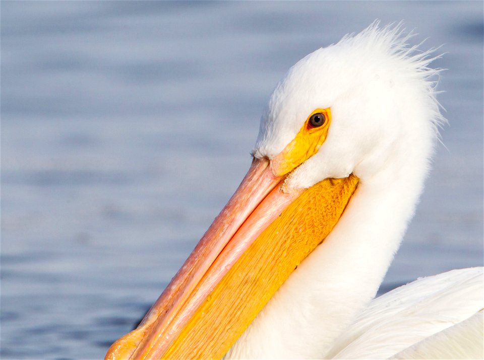 American white pelican at upper Mississippi River National Wildlife and Fish Refuge. Photo courtesy of Stan Bousson.