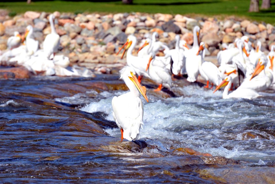 Flocks of the once-rare American white pelicans gather at Knutson Dam on Cass Lake, as they migrate north to their nesting grounds across the state.
American white pelicans are among the world’s large