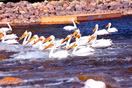 Flocks of the once-rare American white pelicans gather at Knutson Dam on Cass Lake, as they migrate north to their nesting grounds across the state.
American white pelicans are among the world’s large