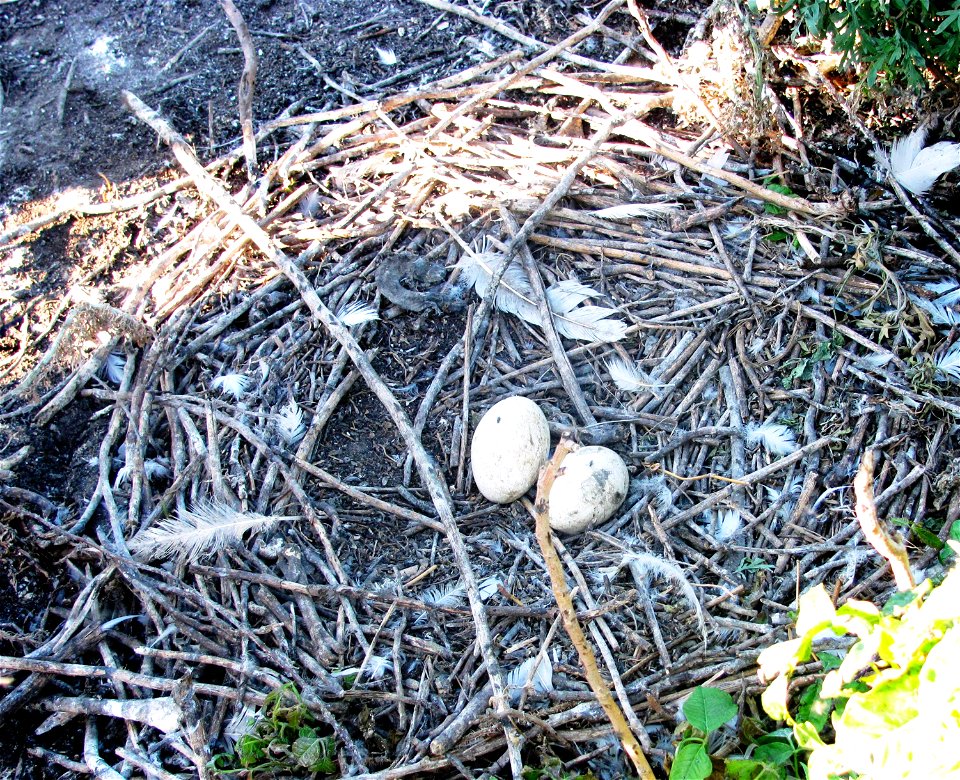 Shown here is an American White Pelican nest. Pelicans usually lay 2 eggs. A unique characteristic about American White Pelicans is that they build their nests on the ground with sticks.