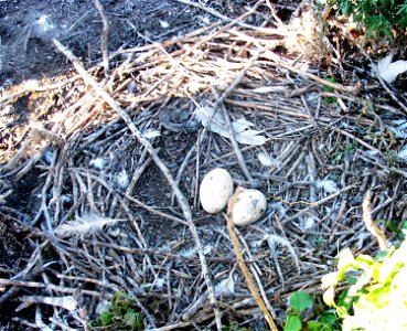 Shown here is an American White Pelican nest. Pelicans usually lay 2 eggs. A unique characteristic about American White Pelicans is that they build their nests on the ground with sticks.