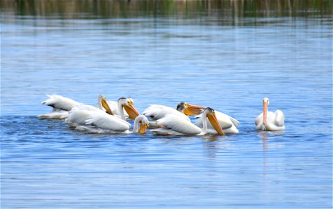 American white pelicans feeding on Saratoga Lake, Wyoming.  Photo: Tom Koerner/USFWS