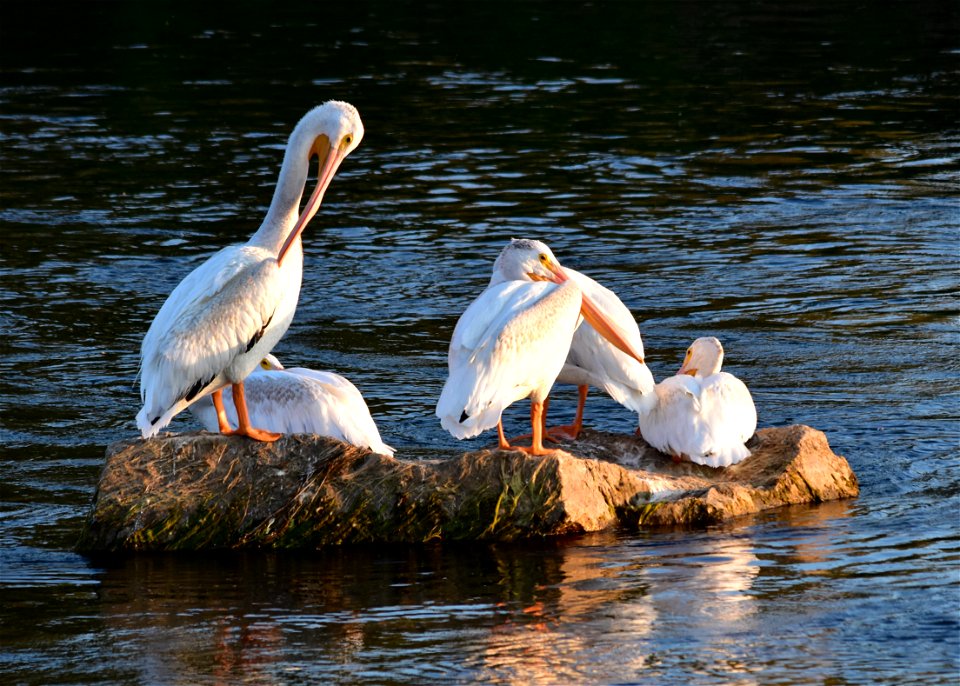 Photo: Tom Koerner/USFWS