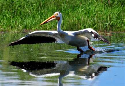Photo: Tom Koerner/USFWS