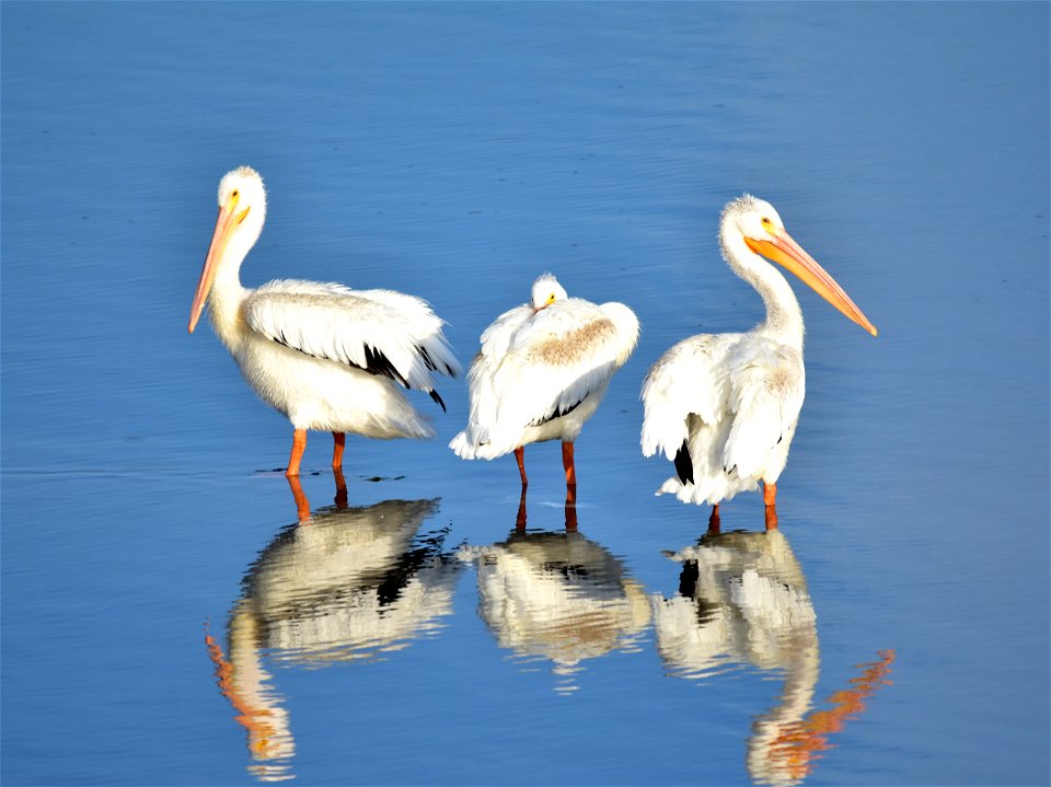Photo: Tom Koerner/USFWS