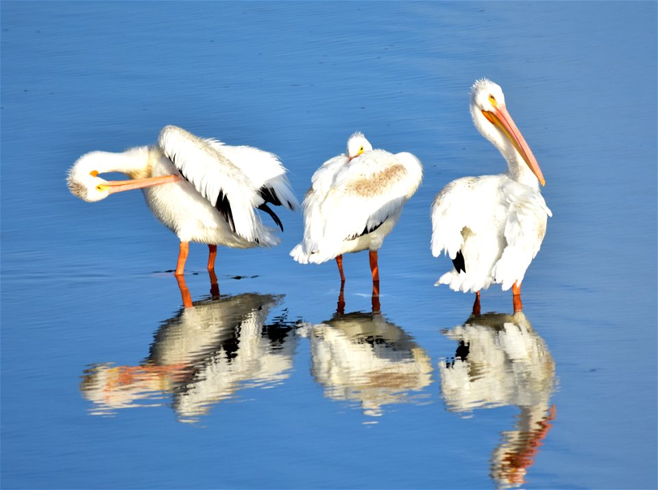 Photo: Tom Koerner/USFWS