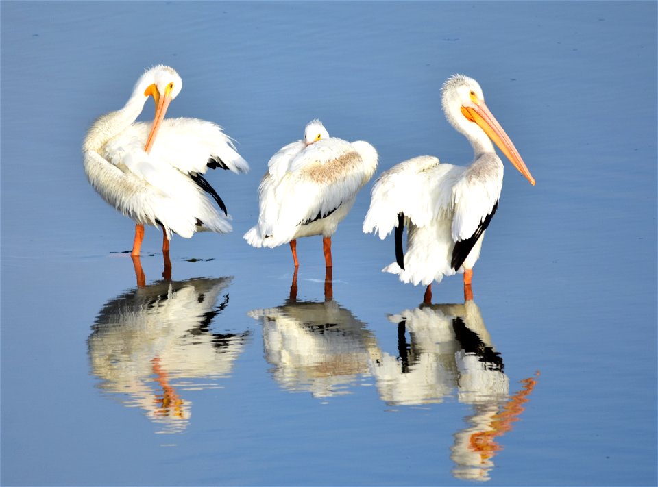 Photo: Tom Koerner/USFWS
