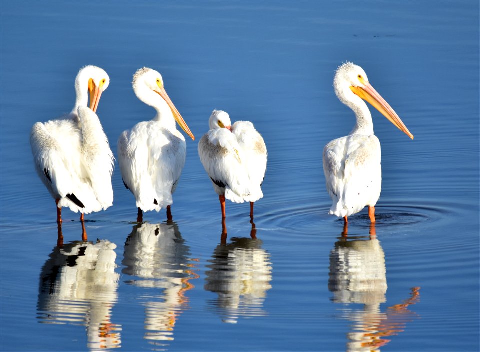 Photo: Tom Koerner/USFWS