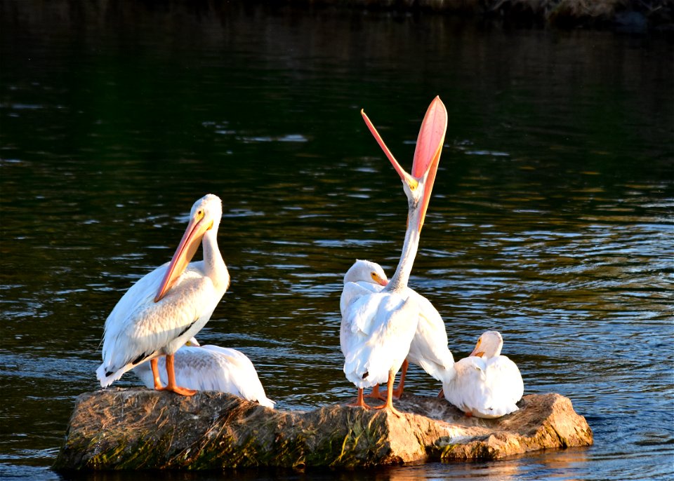 Nothing like a good stretcccccccccccch........

Photo: Tom Koerner/USFWS