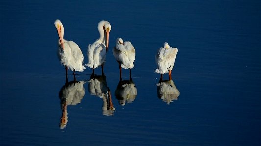 Video: Tom Koerner/USFWS