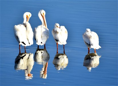 Photo: Tom Koerner/USFWS photo