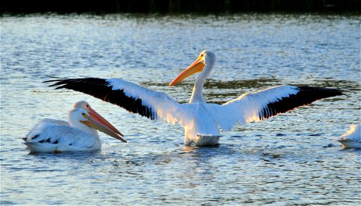 Photo: Tom Koerner/USFWS photo