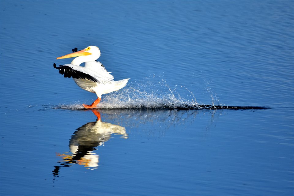 Photo: Tom Koerner/USFWS