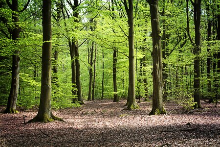 Nature tree foliage