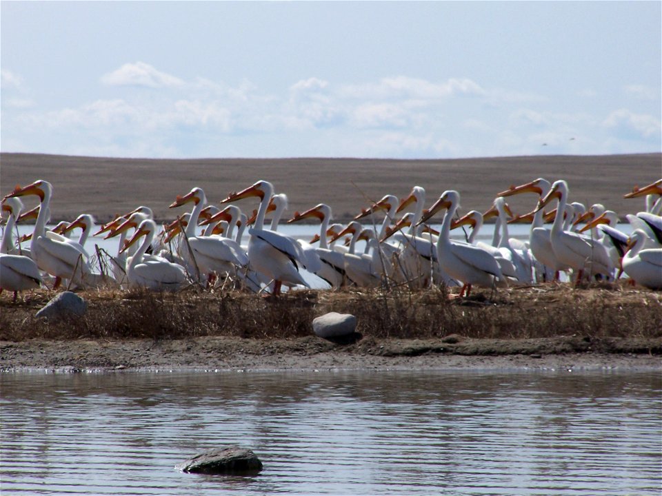 American White Pelican nest in Lake Bowdoin on various islands at Bowdoin National Wildlife Refuge in Montana.  The favorite island by the pelicans is Woody Island.

Credit: USFWS