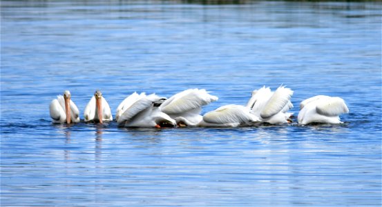 American white pelicans feeding on Saratoga Lake, Wyoming.  Photo: Tom Koerner/USFWS