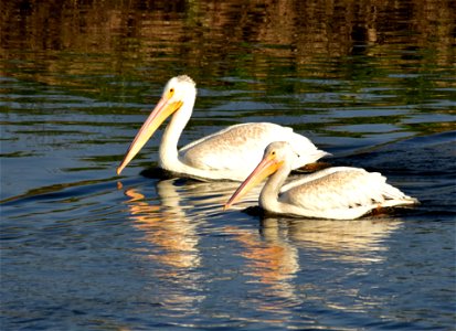 Photo: Tom Koerner/USFWS