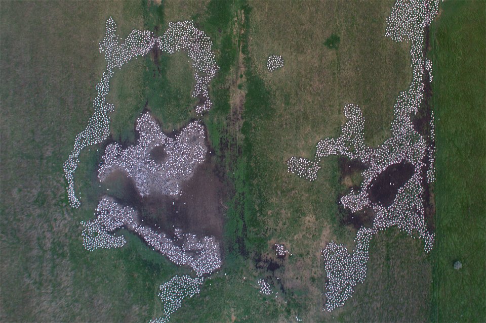 A photograph taken from the belly of a small airplane allows biologists to count American white pelican nests at a colony at Bitter Lake in South Dakota. The dark dots are double-crested cormorants ne