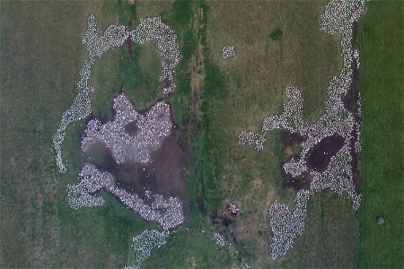A photograph taken from the belly of a small airplane allows biologists to count American white pelican nests at a colony at Bitter Lake in South Dakota. The dark dots are double-crested cormorants ne