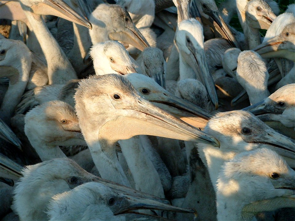Immature American white pelicans group together at about 3 weeks old to form pods or creches. It is believed they do this for warmth and protection when adults start spending more time away from the c
