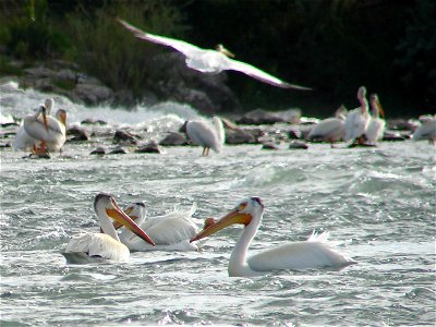 American White Pelicans at Minidoka Dam.