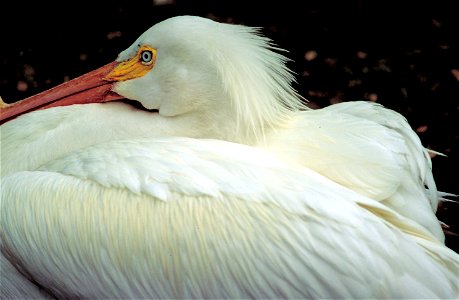 American White Pelican close-up photo