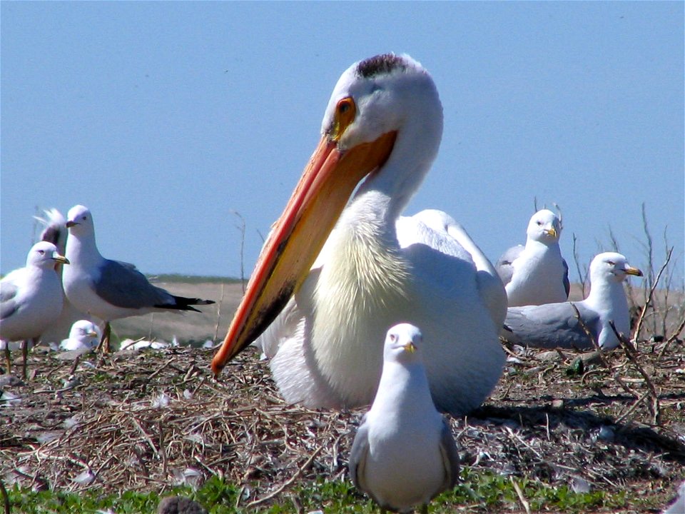 Waterfowl at Chase Lake National Wildlife Refuge in North Dakota.

Credit: USFWS