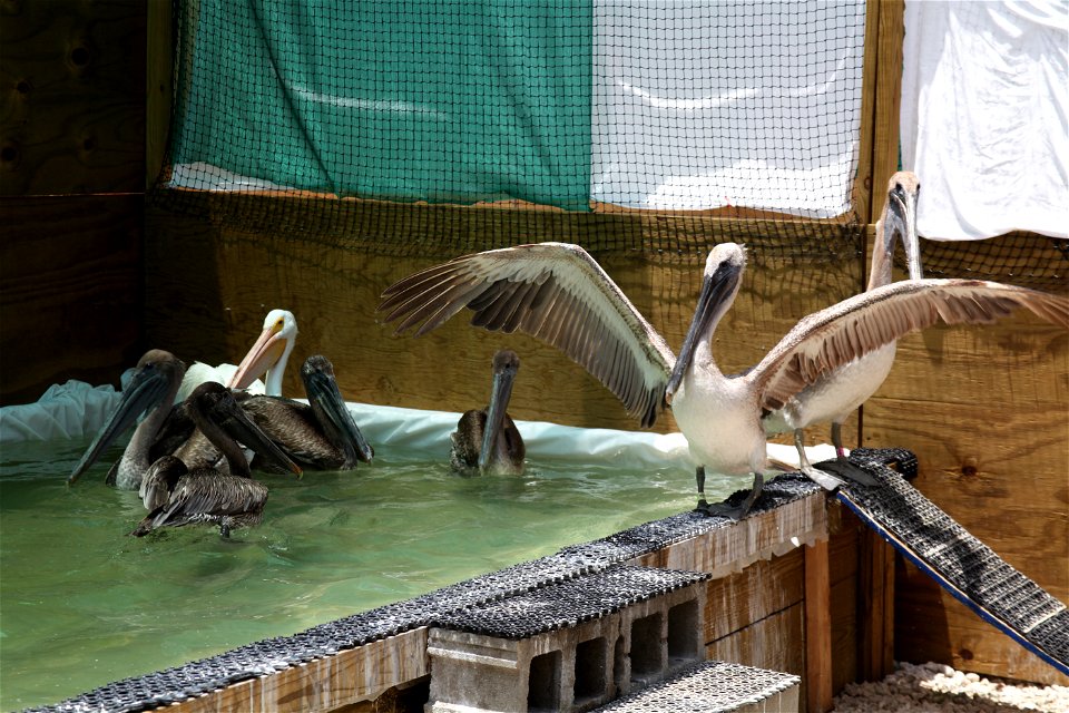 Recovering white and brown pelicans at the Theodore Oiled Bird Rehabilitation Center in Alabama.   Photo by Tom MacKenzie, USFWS. June 2, 2010  4270