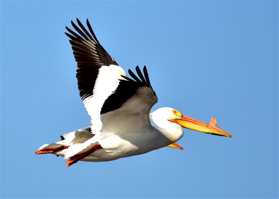 Photo: Tom Koerner/USFWS