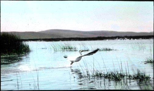 Hand painted glass slide of a White Pelican at take-off in Malheur Lake. Taken by Finley and Bohlman during a 1908 photography trip to Malheur that would later help Malheur become a bird refuge in 190 photo