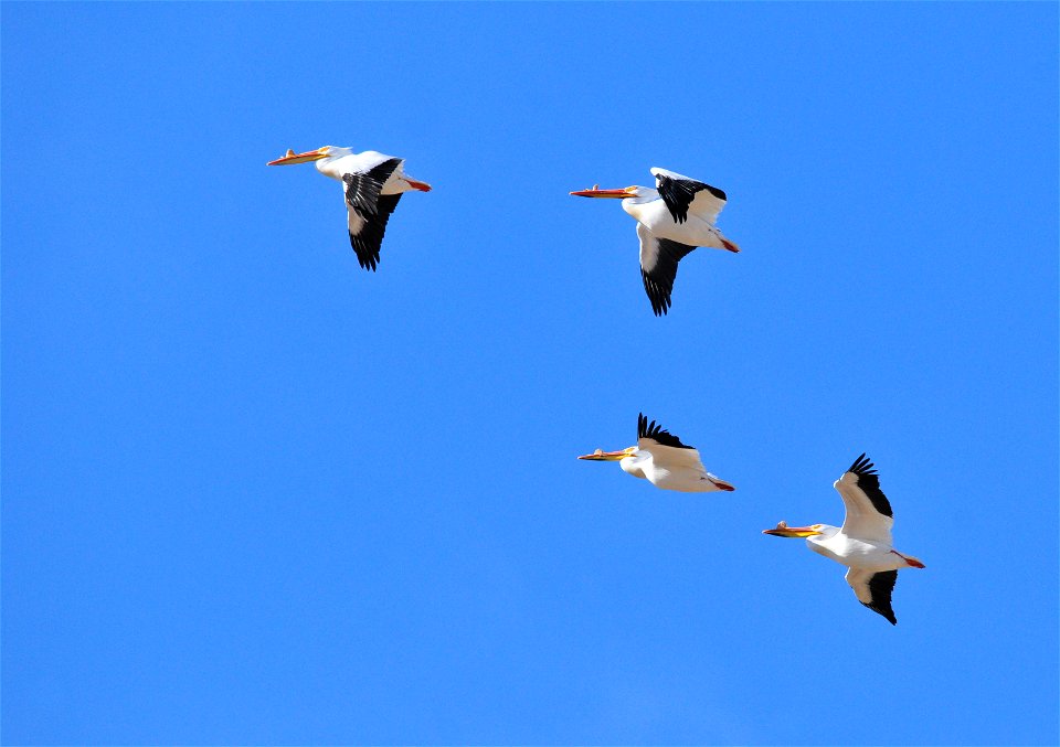 Photo: Tom Koerner/USFWS