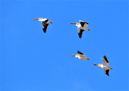 Photo: Tom Koerner/USFWS photo