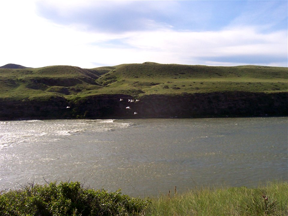 Pelicans, Sulphur Springs Trail (USFS Conservation Easement on state land near Great Falls), USFS Photo, K. McCartney