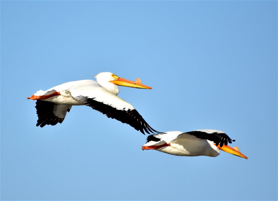 Photo: Tom Koerner/USFWS