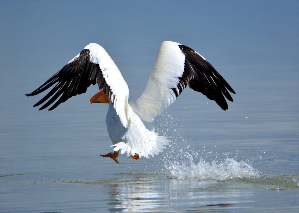 Category: Bird Life 

 Photo Credit: J. Barney