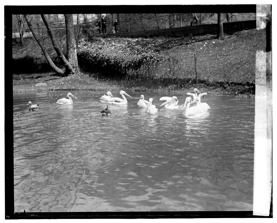 Title: ...] pelican
Abstract/medium: 1 negative : glass ; 4 x 5 in. or smaller