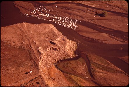 AERIAL VIEW OF PELICANS FEEDING IN THE TRUCKEE RIVER DELTA AT PYRAMID LAKE. ANAHOE ISLAND, ON THE LAKE, IS A FEDERAL WILDLIFE SANCTUARY AND PELICAN BREEDING GROUND photo