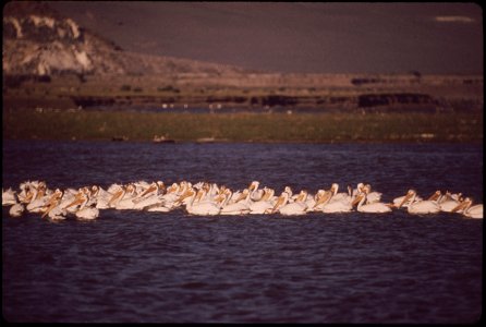 PELICANS FEEDING ON PYRAMID LAKE. ANAHOE ISLAND, ON THE LAKE IS A FEDERAL WILDLIFE SANCTUARY AND PELICAN BREEDING GROUND