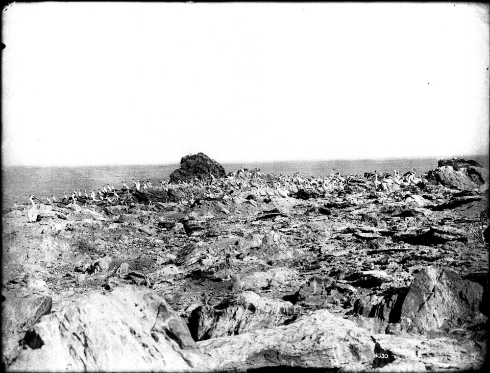 Salton Sea pelicans, California, ca.1910
Photograph of a group of more than 100 pelicans roosting on a rocky shore of the Salton Sea, California, ca.1910. This is "one of the dry desolate buttes of th
