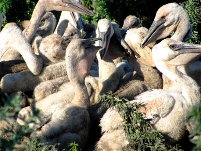 This creche of juvenile American White Pelicans was gathering on the south island of Chase Lake National Wildlife Refuge during banding. Photo Credit: Char Binstock/USFWS; Woodworth, ND (2012) Photo photo