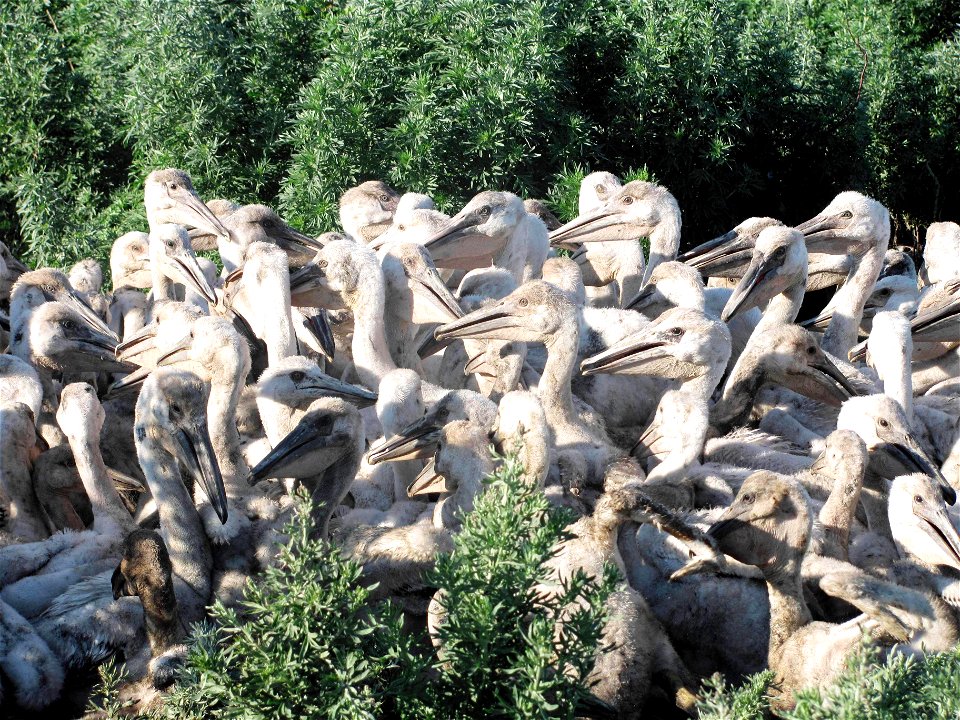 These young pelicans formed a creche (group).

Credit: Char Binstock / USFWS (2012)