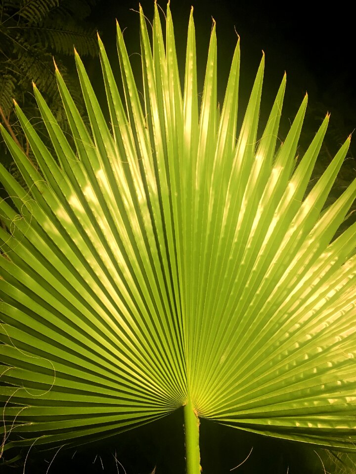 Nature plant tree